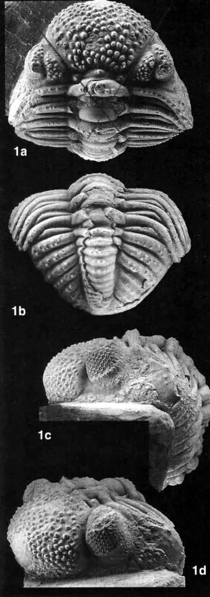 Drotops megalomanicus