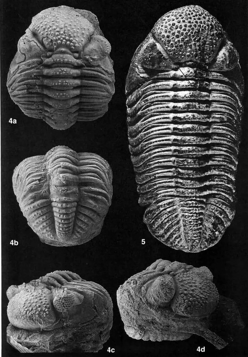Drotops megalomanicus — photo 2