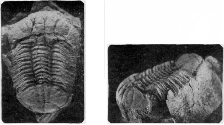 Ductina vietnamica