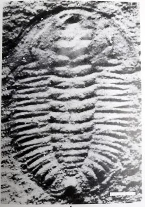 Duyunaspis duyunensi