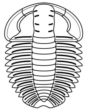 Duyunaspis duyunensi — photo 3
