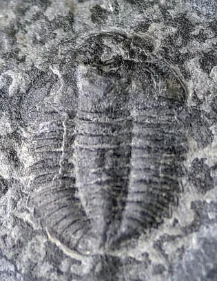 Duyunaspis duyunensi — photo 4