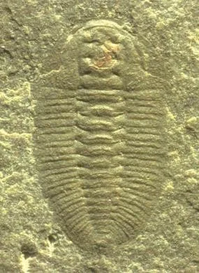 Duyunaspis jianheensis