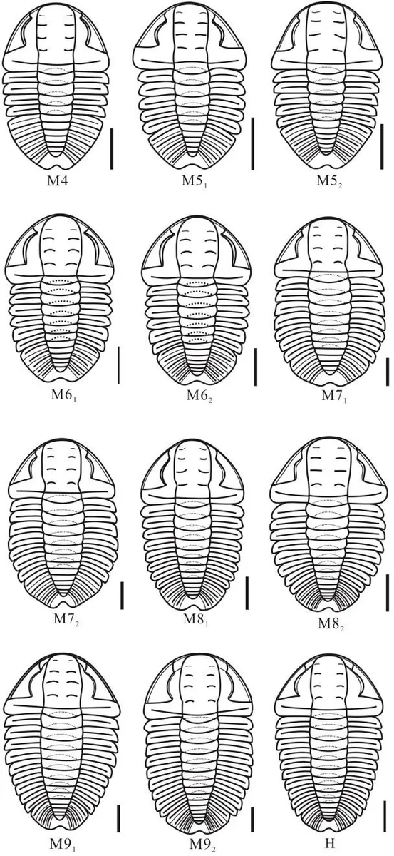 Duyunaspis jianheensis — photo 3