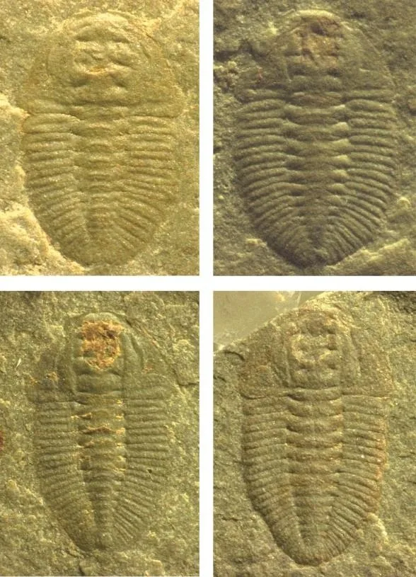 Duyunaspis jianheensis — photo 4