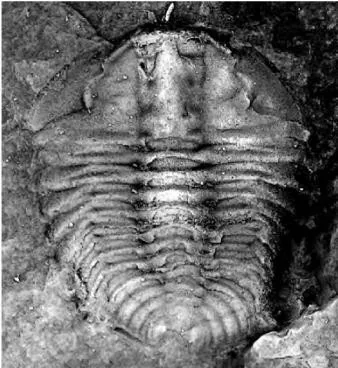Duyunaspis paiwuensis
