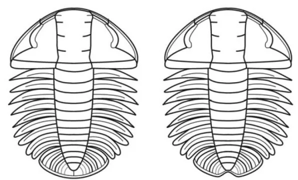 Duyunaspis paiwuensis — photo 2