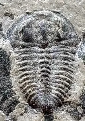 Duyunaspis paiwuensis — photo 4
