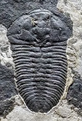 Duyunaspis paiwuensis — photo 5