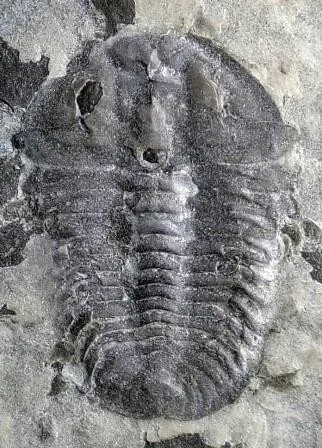 Duyunaspis paiwuensis — photo 7
