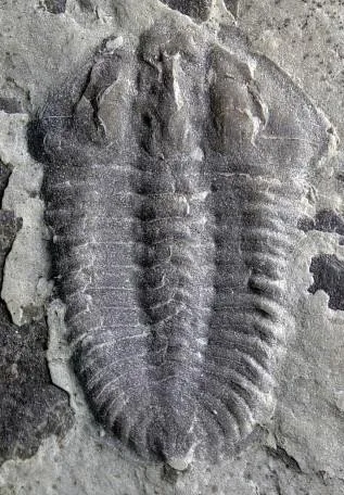 Duyunaspis paiwuensis — photo 8