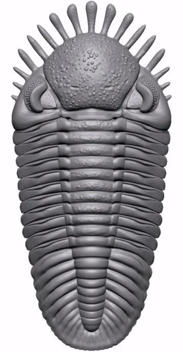 Echinophacops mirabilis — photo 3