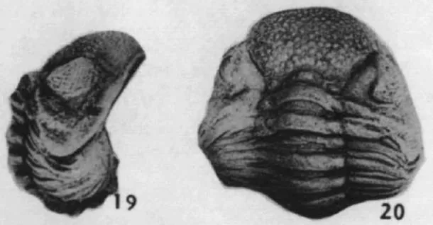 Eldredgeops rana