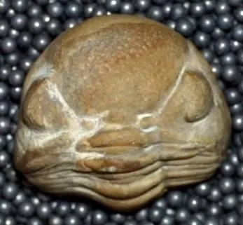 Eldredgeops rana — photo 2