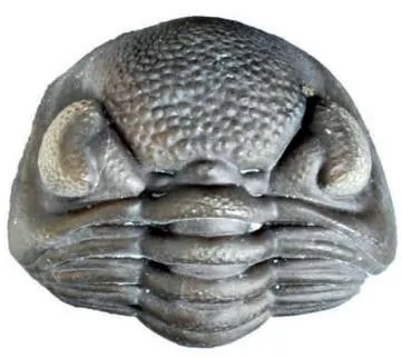 Eldredgeops rana — photo 3