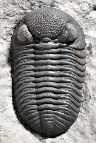 Eldredgeops rana — photo 6