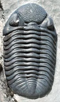 Eldredgeops rana — photo 7