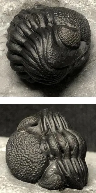 Eldredgeops rana — photo 8