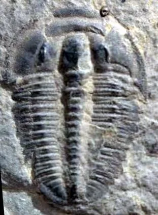 Elrathia kingii