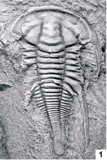 Emuella dalgarnoi