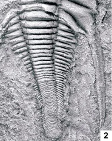 Emuella dalgarnoi — photo 2