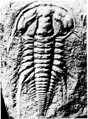 Emuella dalgarnoi — photo 3