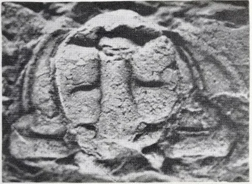Eodontopleura primitiva