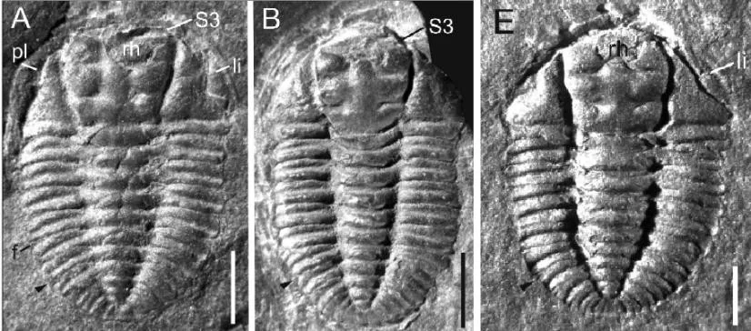 Eodontopleura primitiva — photo 2