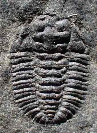 Eodontopleura primitiva — photo 3