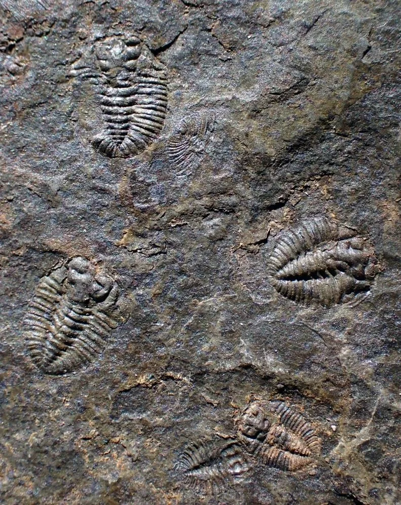 Eodontopleura primitiva — photo 4