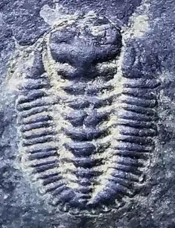 Eodontopleura primitiva — photo 5