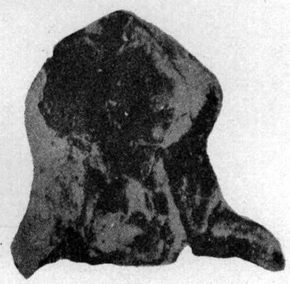 Eoisotelus orientalis