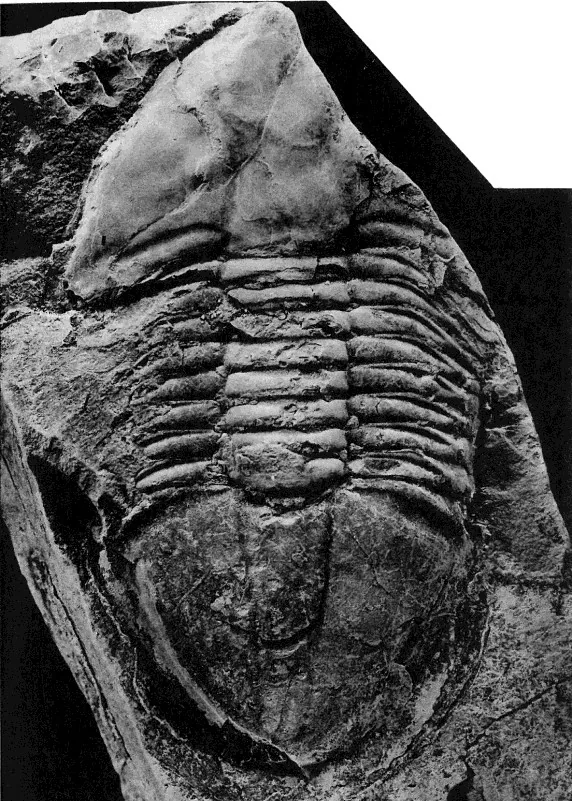 Eoisotelus orientalis — photo 3