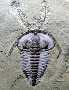 Eoredlichia intermedia — photo 4