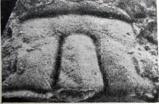 Eosoptychoparia guizhouensis
