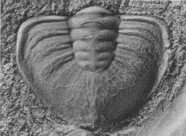 Erixanium sentum — photo 2
