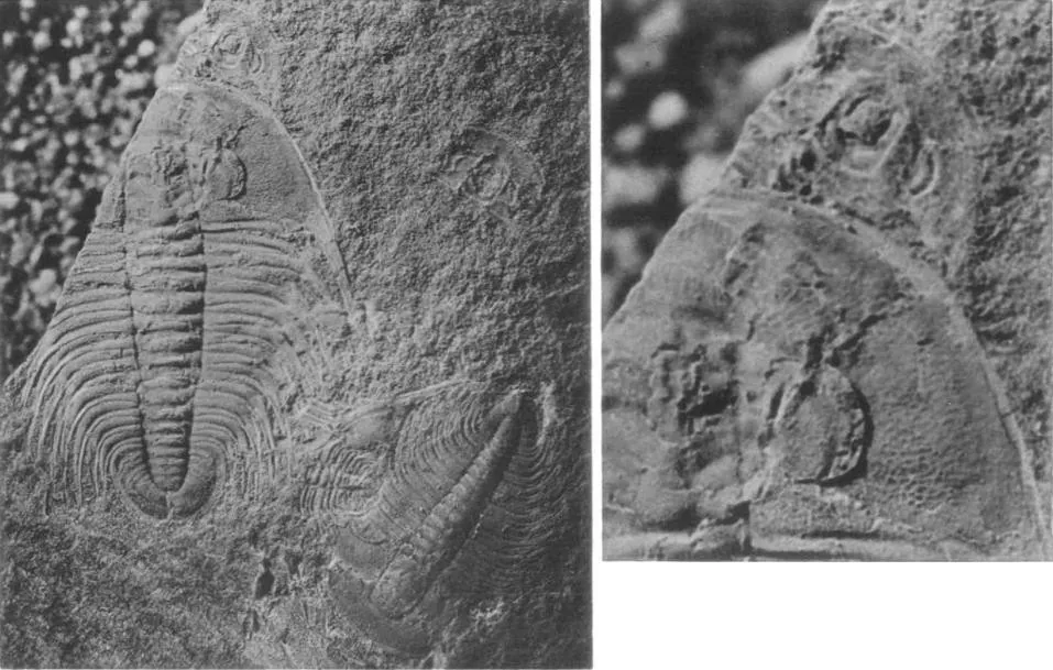 Erixanium sentum — photo 3