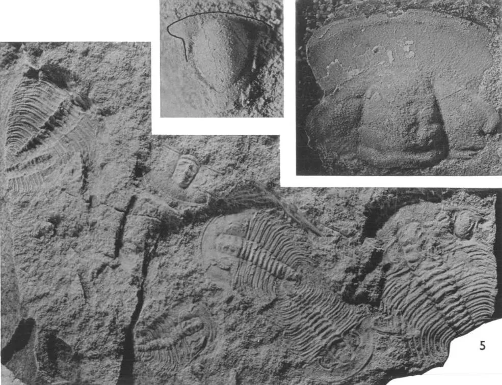 Erixanium sentum — photo 4