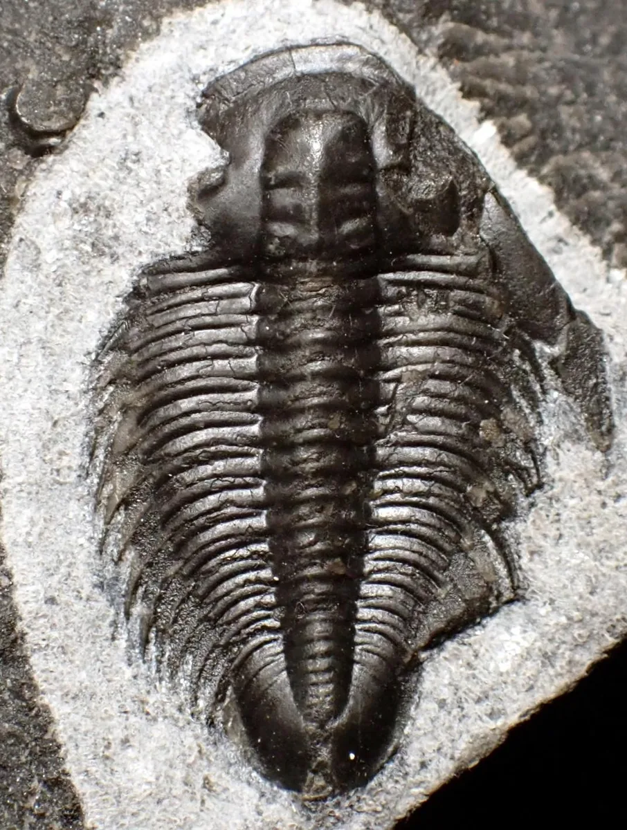Erixanium sp.