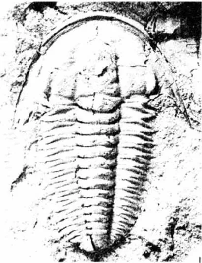 Estaingia bilobata