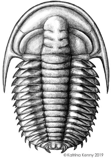 Estaingia bilobata — photo 2