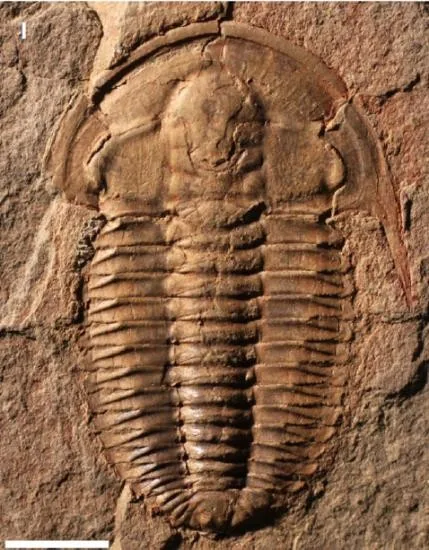Estaingia bilobata — photo 3
