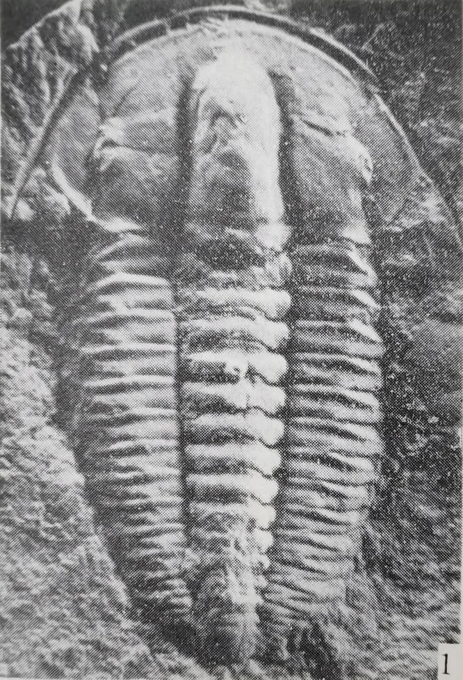 Estaingia fangxianensis