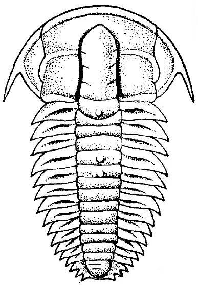 Estaingia fangxianensis — photo 2