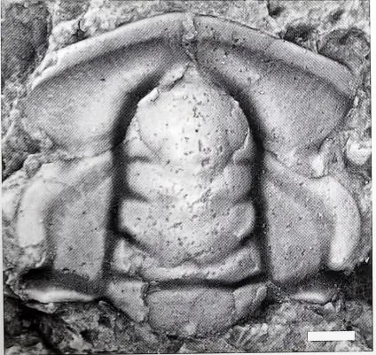 Estaingia sinensis