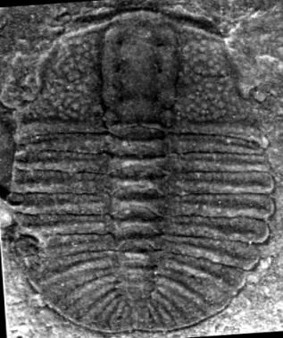Euarthricocephalus taijiangensis