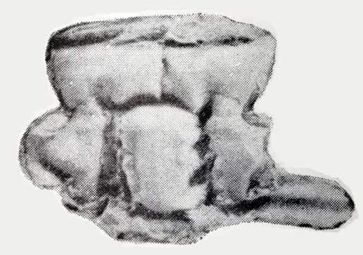 Euloma changshanensis