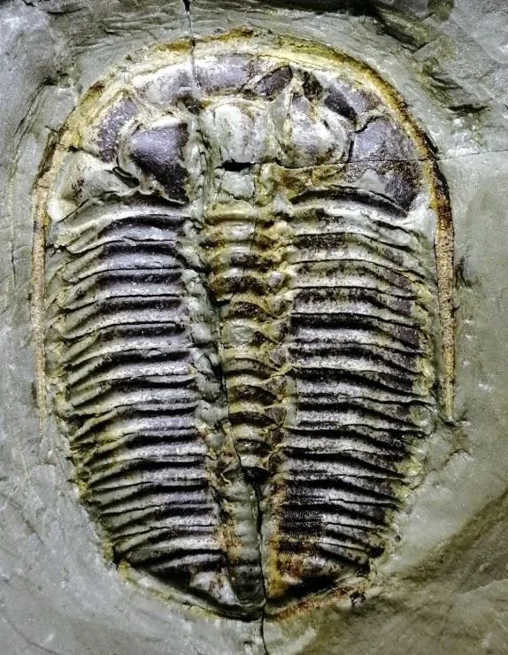Euloma changshanensis — photo 3