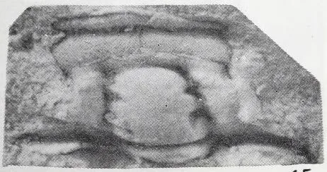 Euloma orientalis