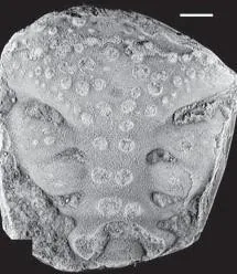 Fenestraspis amauta